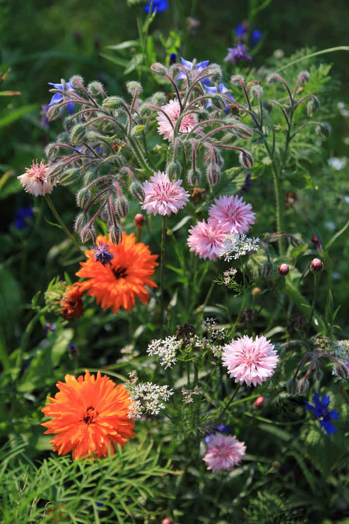 Sommerblüten