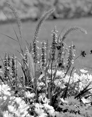 SommerBlüten ......................