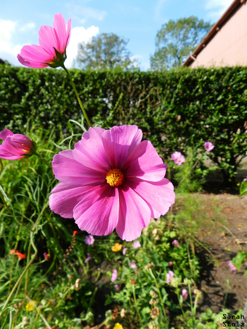 Sommerblüten