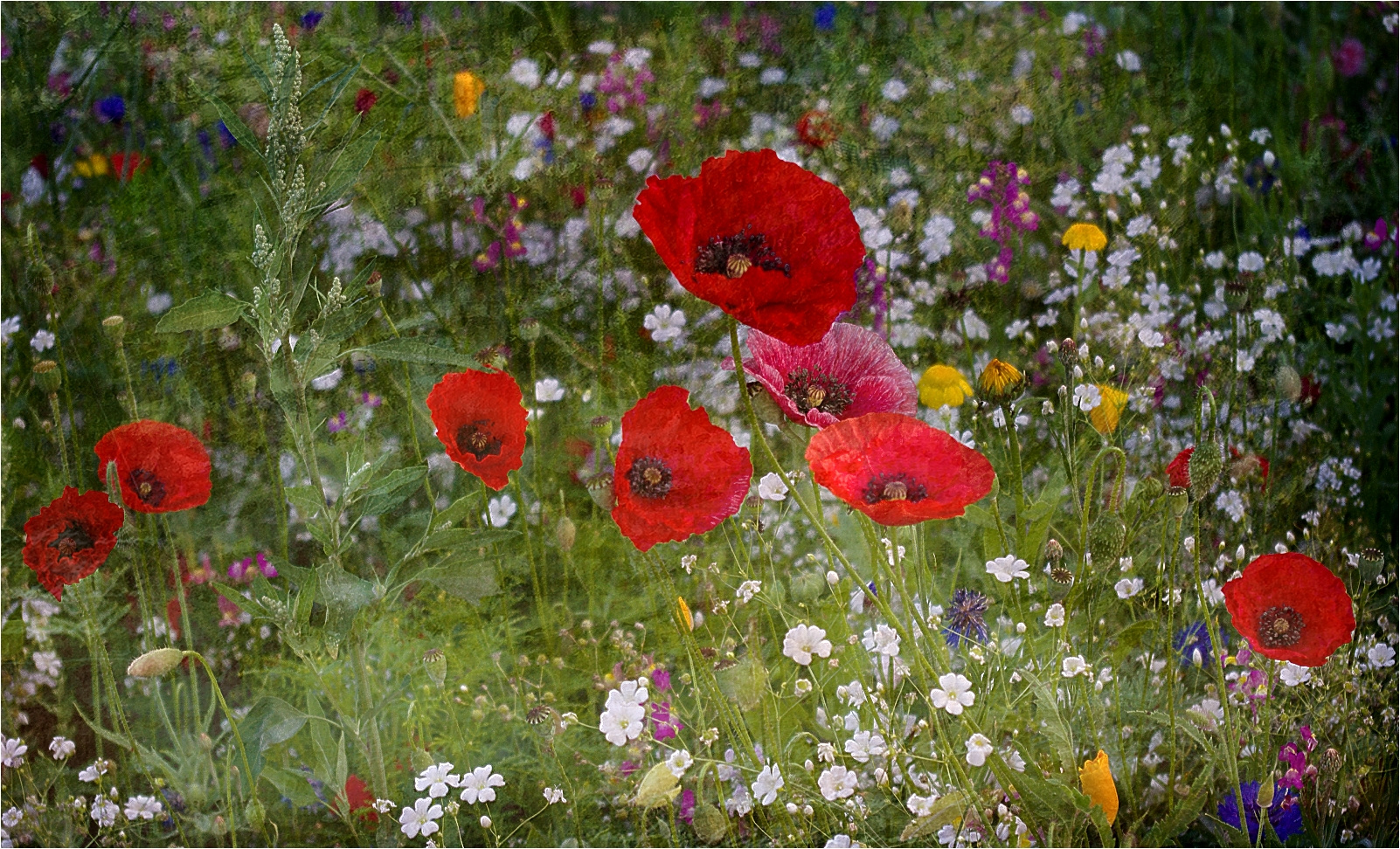 ~~Sommerblüten~~