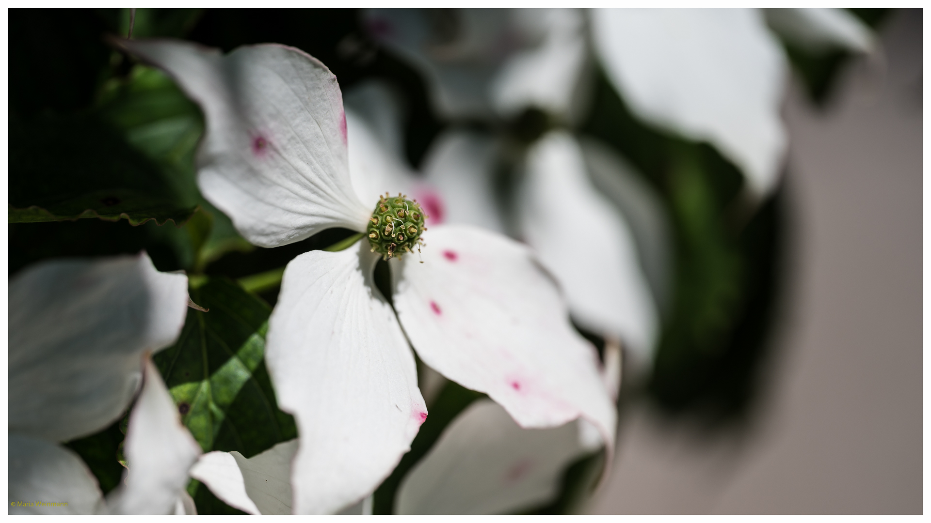 Sommerblüten