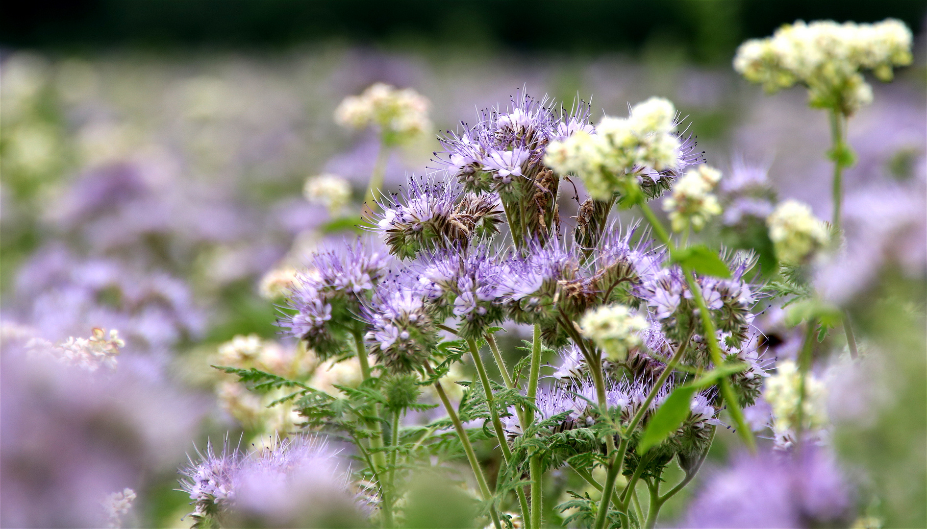 °*° Sommerblüten °*°