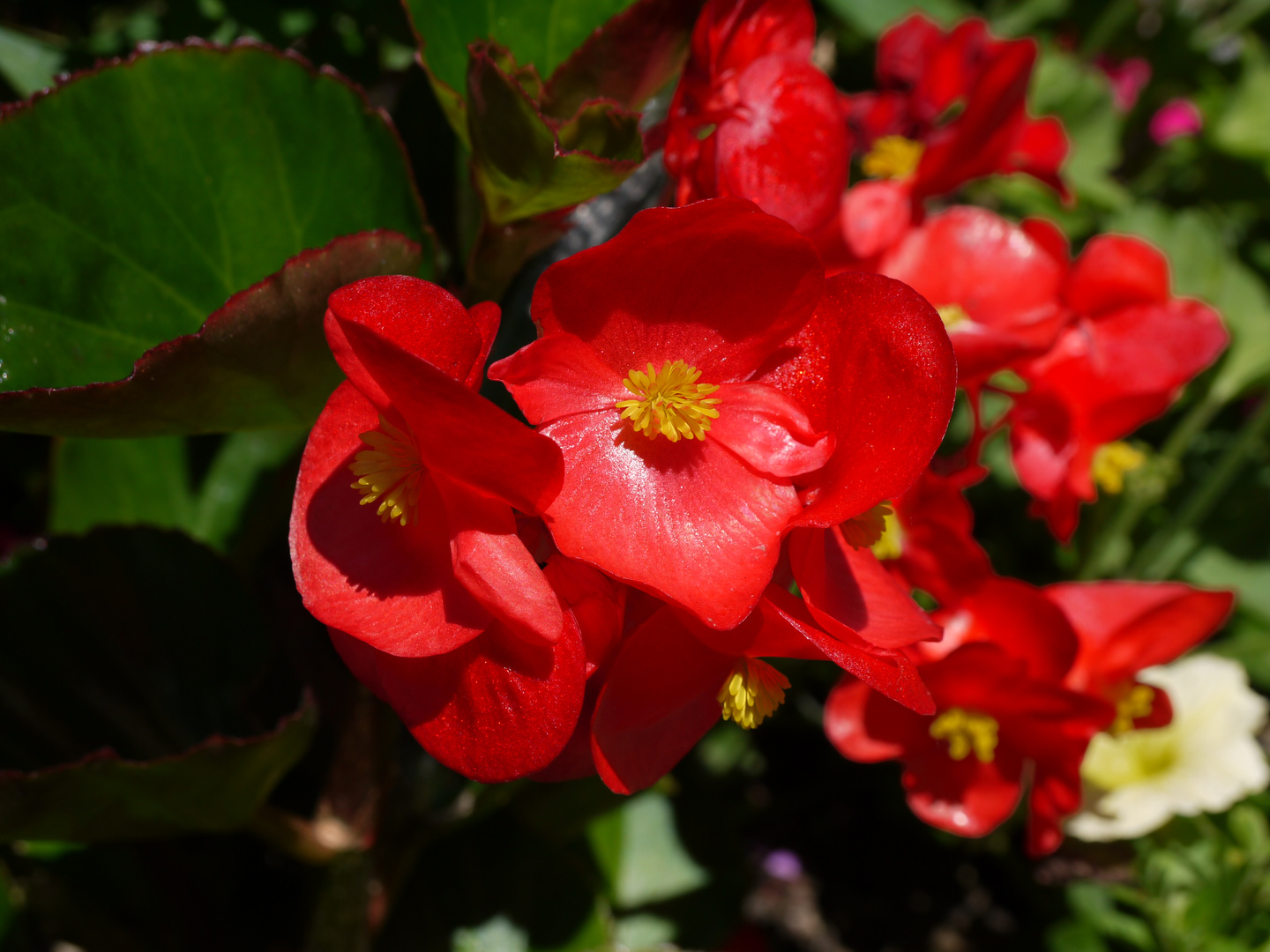 Sommerblüten