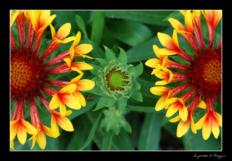 Sommerblüten