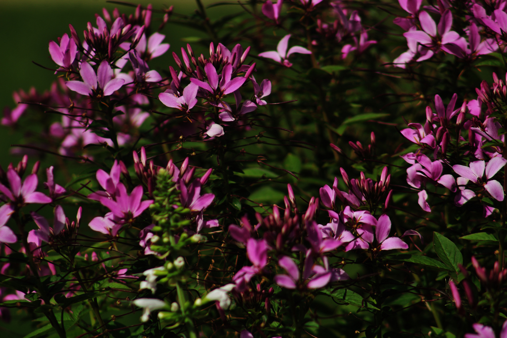 Sommerblüten