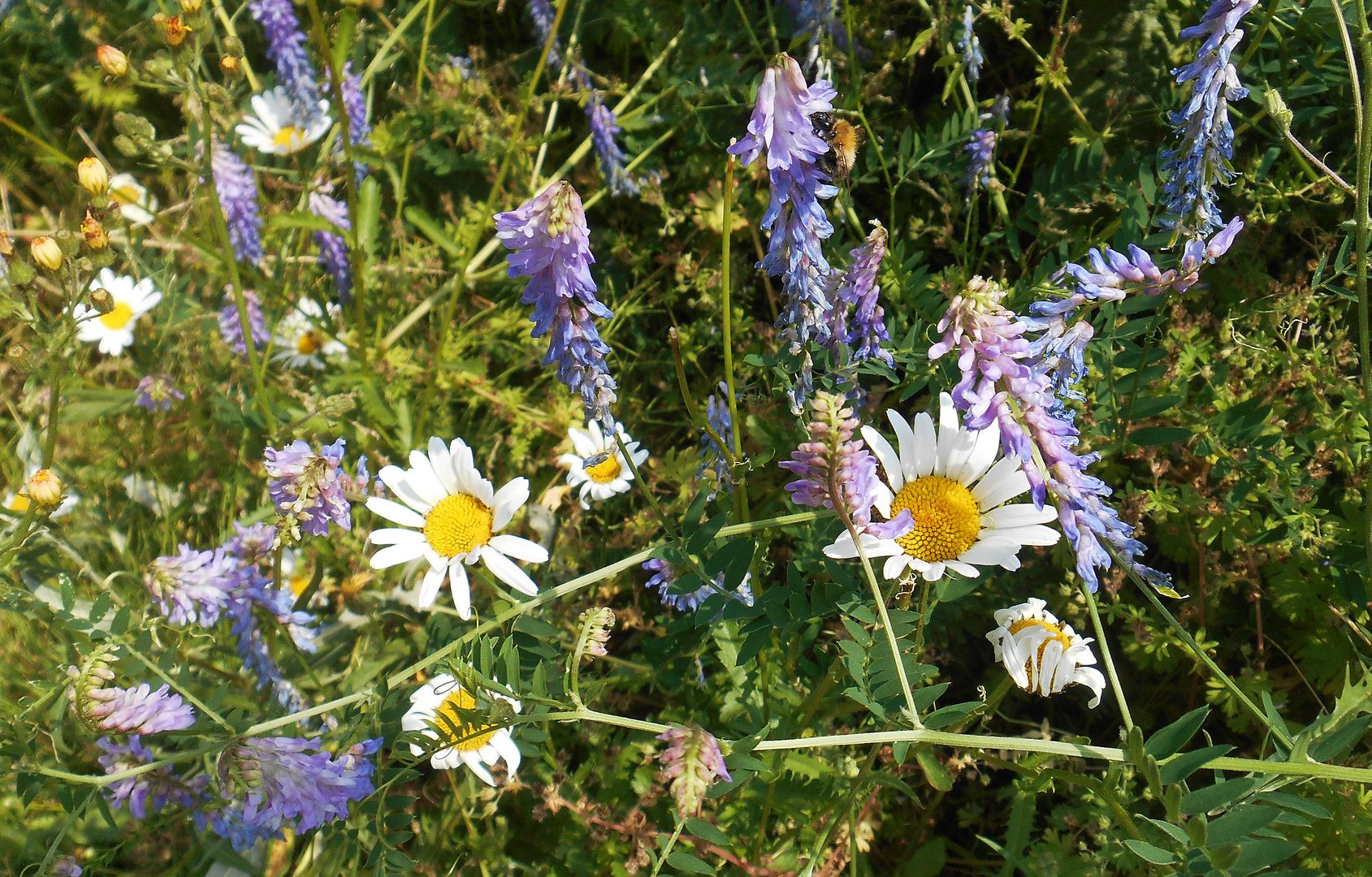 Sommerblüten