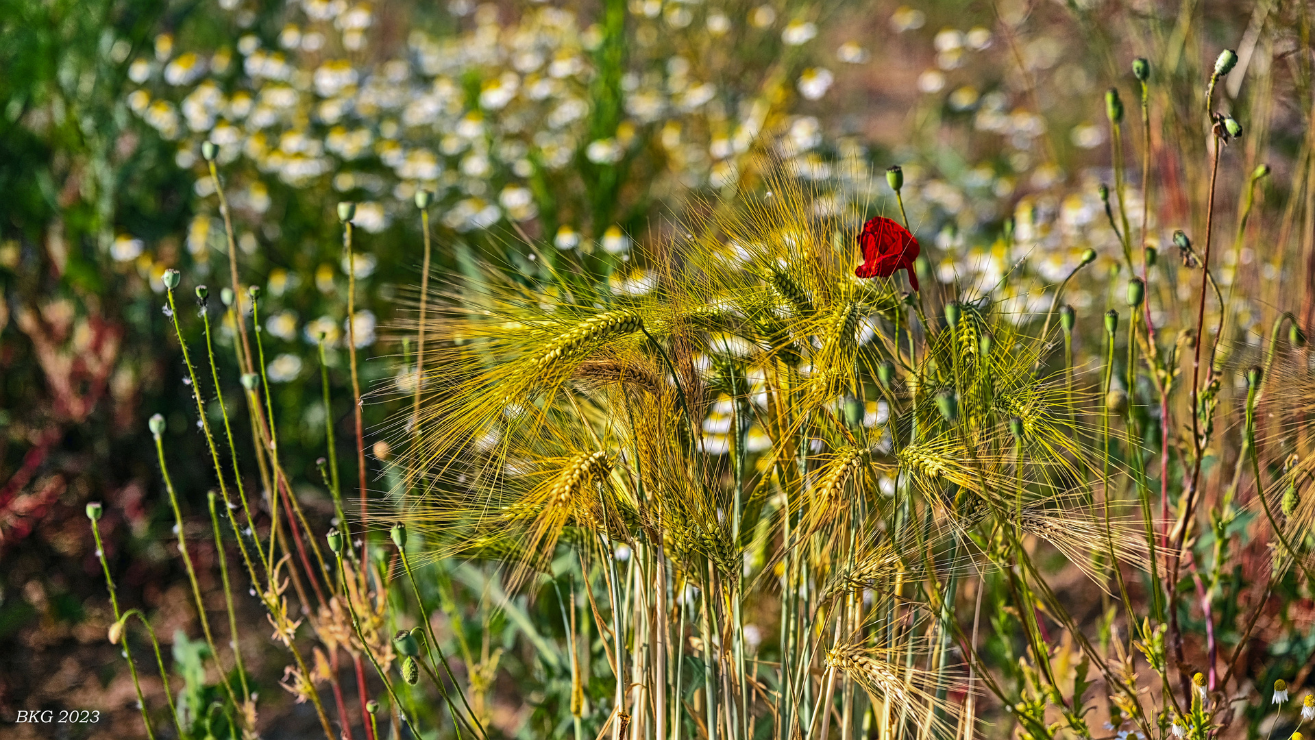 Sommerblüten am Wegesrand 