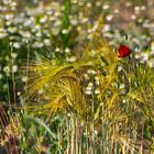 Sommerblüten am Wegesrand 