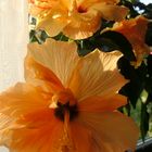 Sommerblüten auf der Fensterbank  ( Hibiskus )