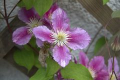 Sommerblüten aus meinen Garten