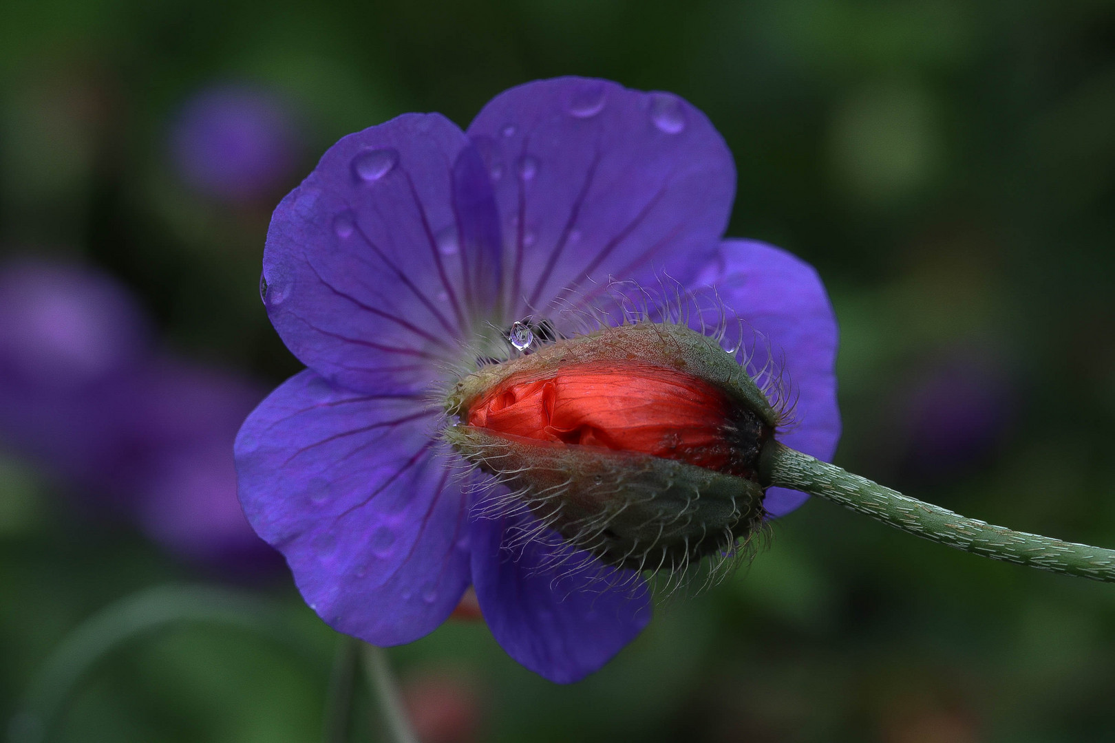 Sommerblüten