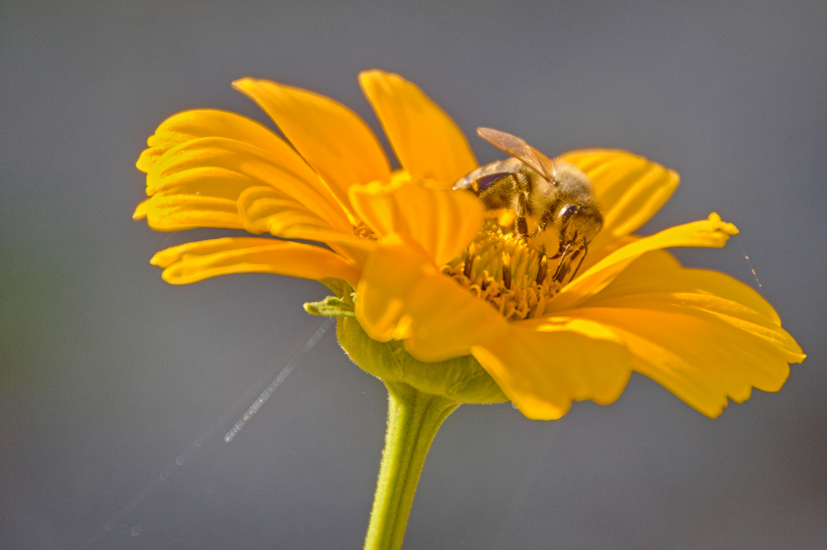 Sommerblüten