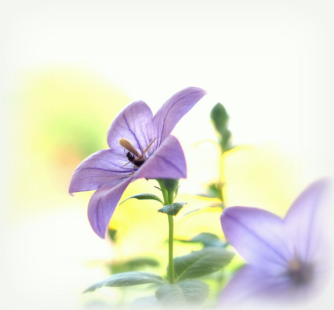 Sommerblüten-Besuch..