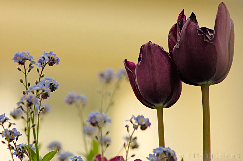 Sommerblüten