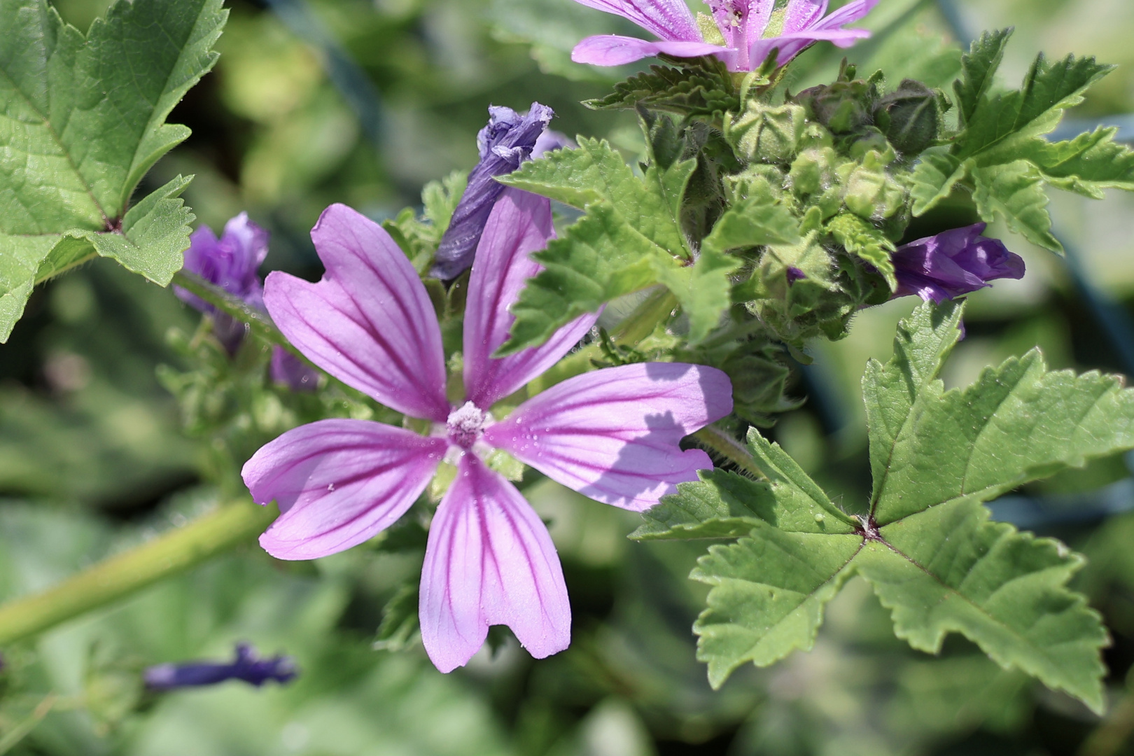 Sommerblüten