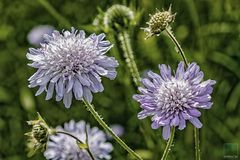 Sommerblüten