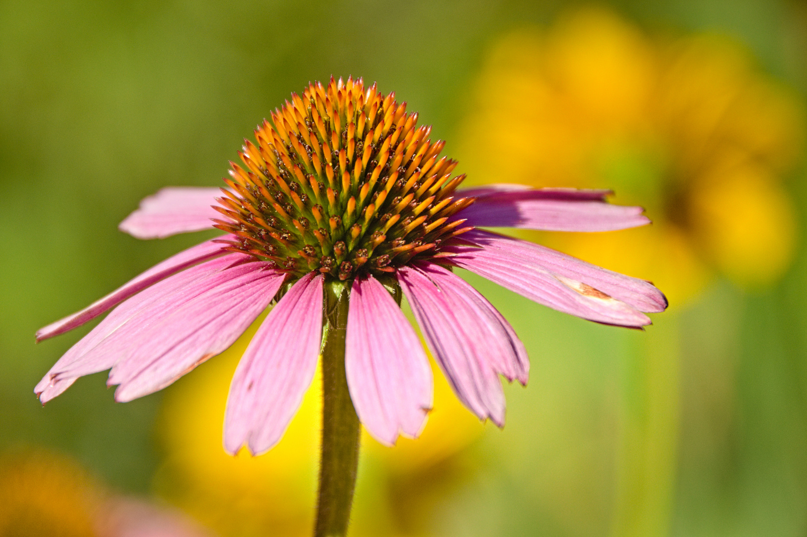 Sommerblüten