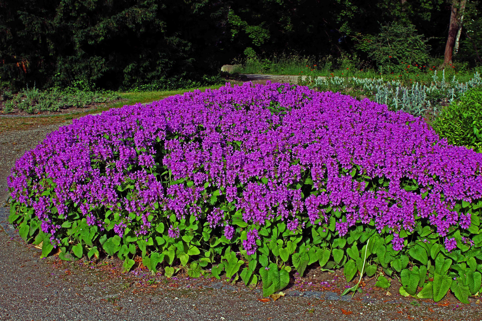 Sommerblüten