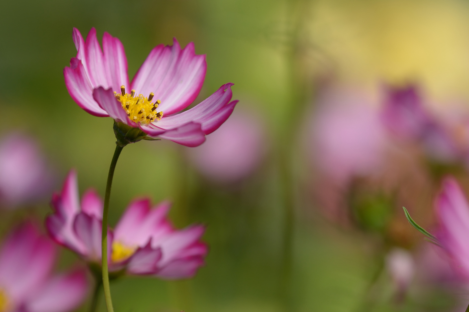 Sommerblüten