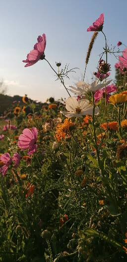 Sommerblüten