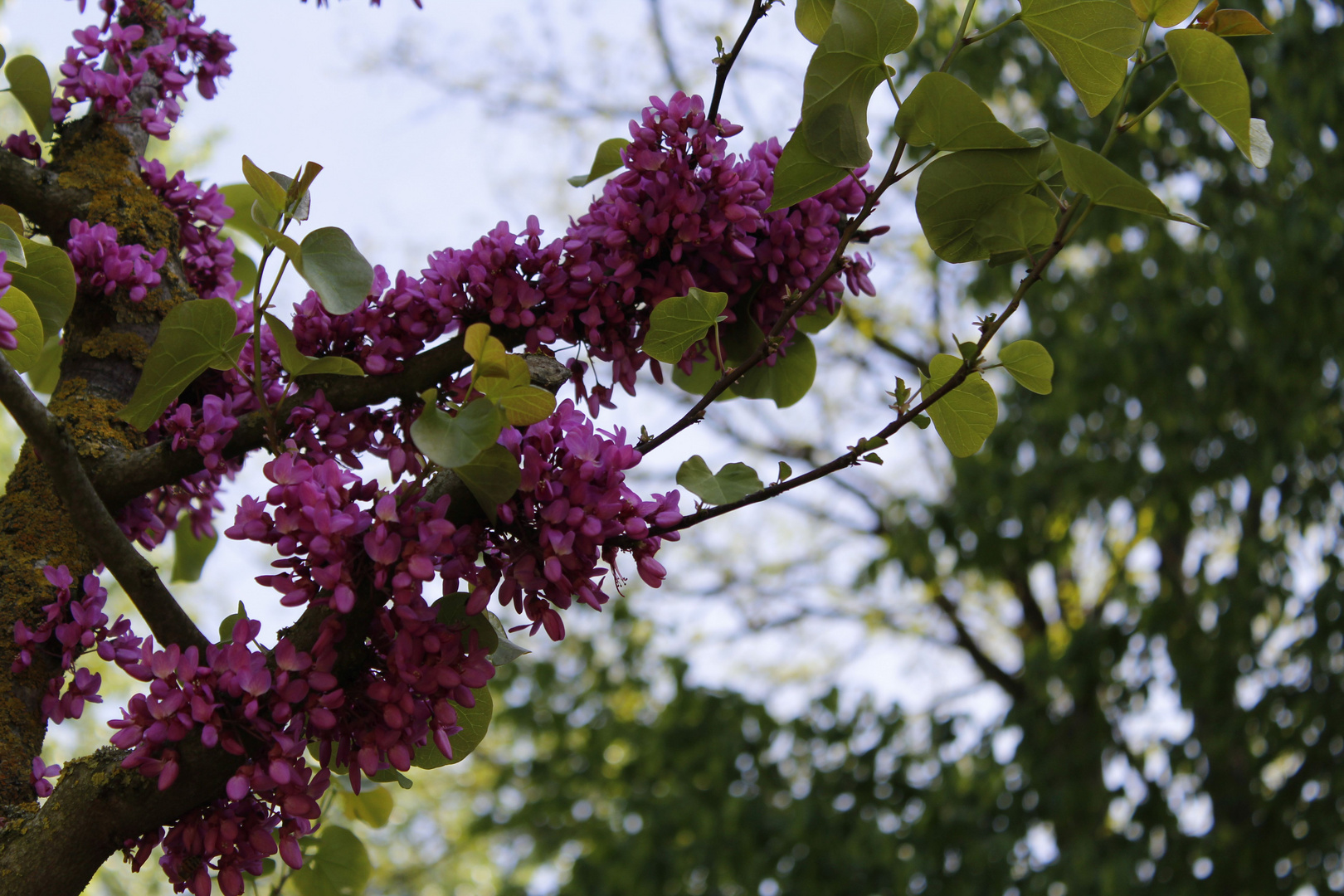 Sommerblüten