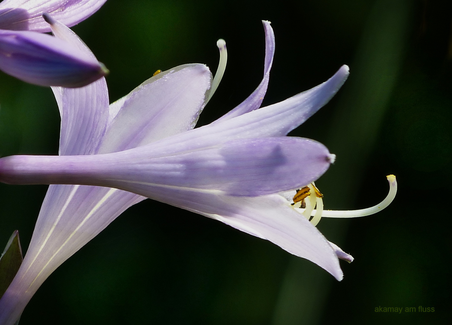 Sommerblüten der Herzblattlilien