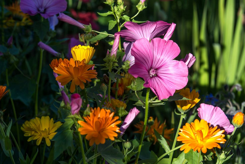 Sommerblüten