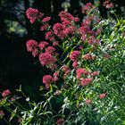 Sommerblüten