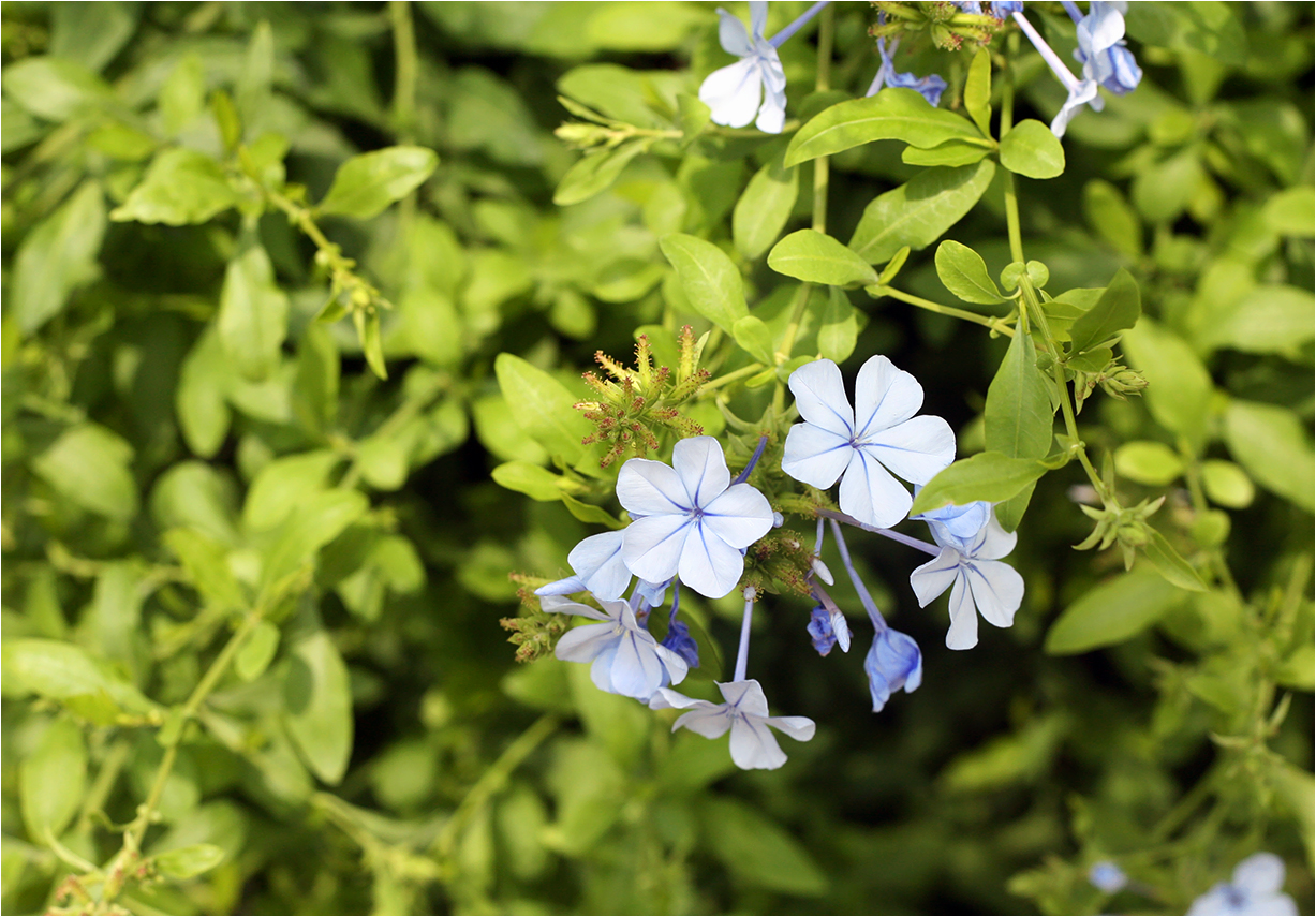 Sommerblüten