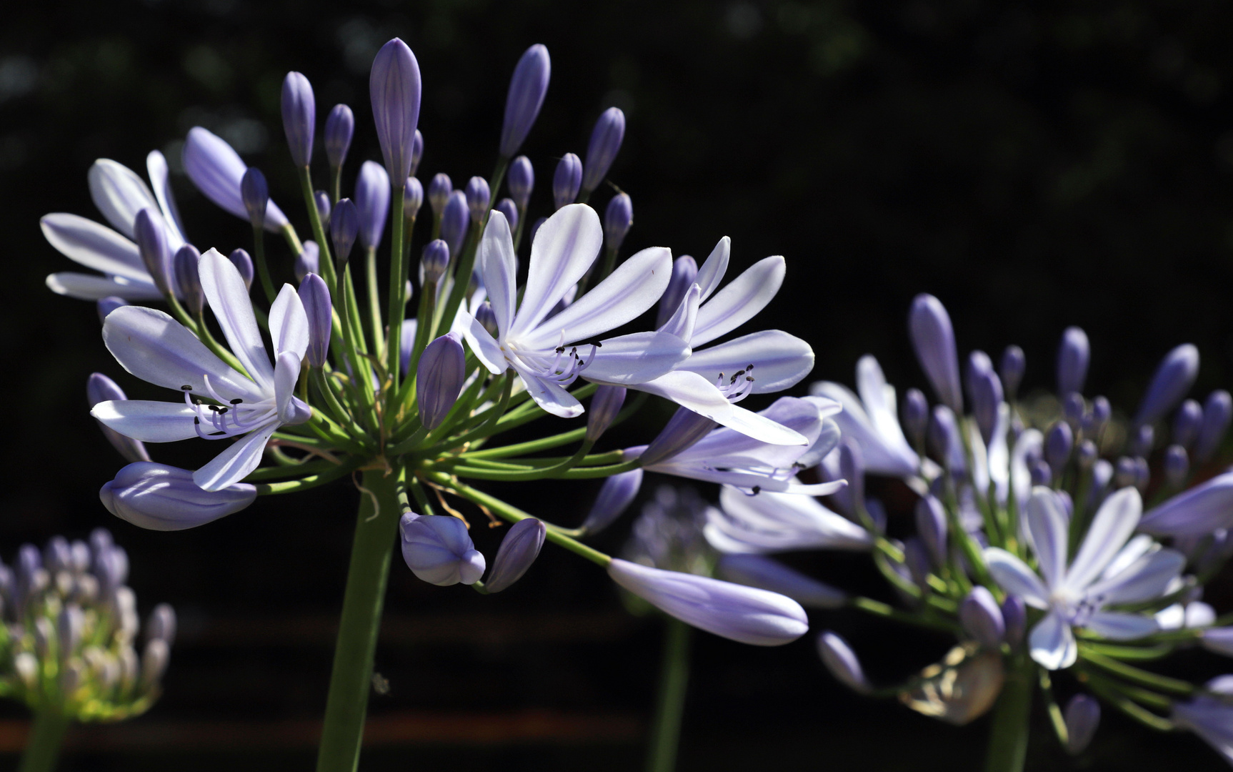 sommerblüten