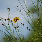 Sommerblüten