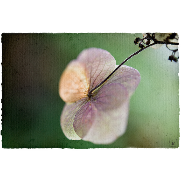 sommer.blüten