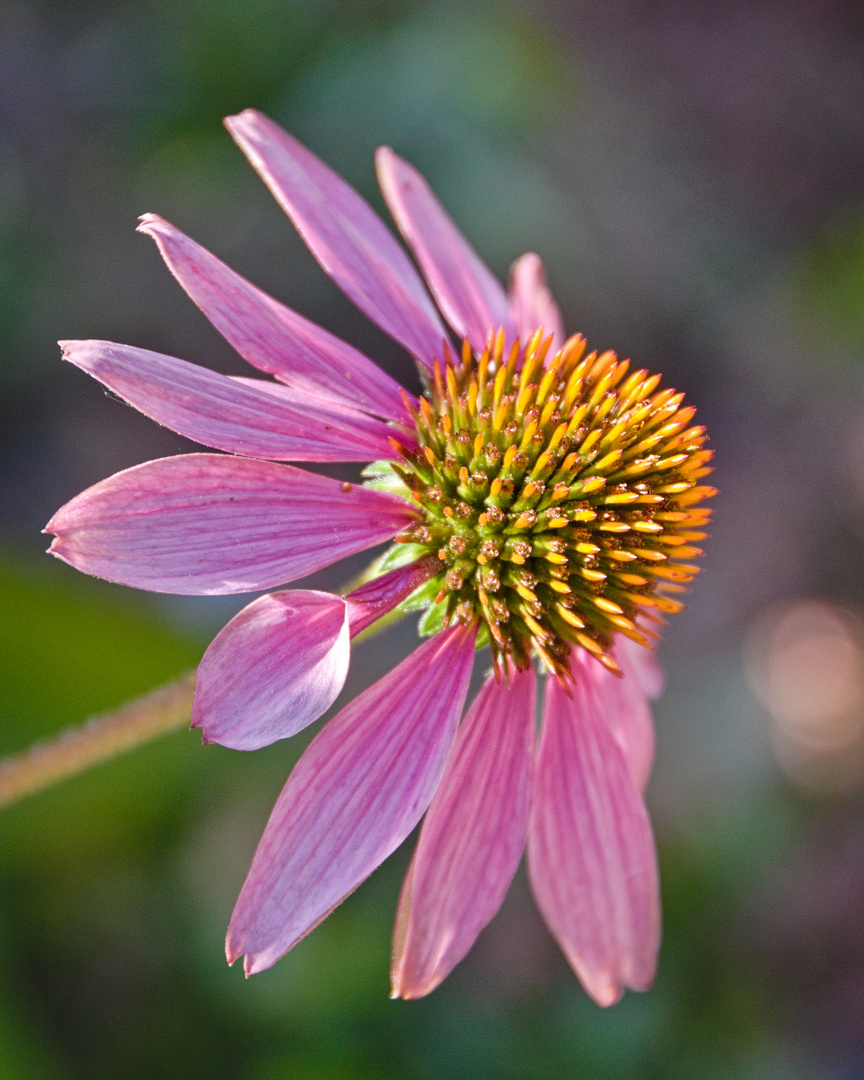 Sommerblüten