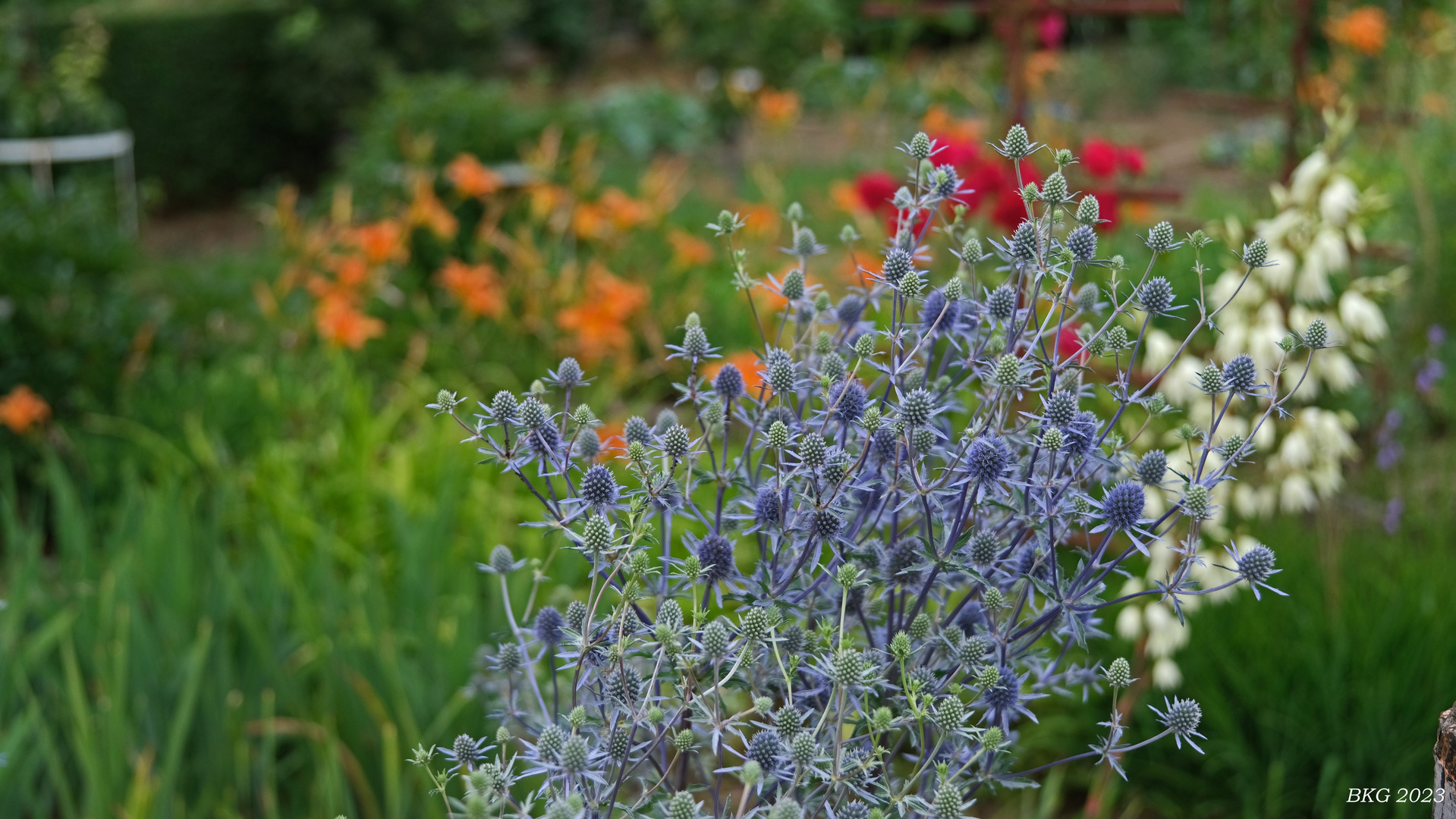 Sommerblüten im Garten 