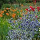 Sommerblüten im Garten 