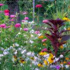 Sommerblüten im Garten 