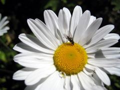 Sommerblüten in den Bergen (1)