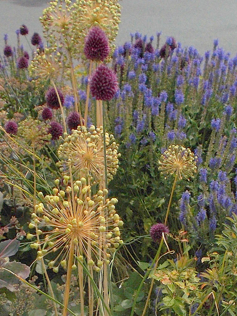 Sommerblüten in der Stadt