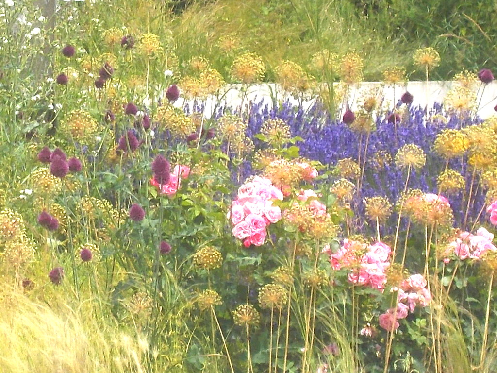 Sommerblüten in der Stadt