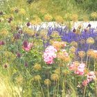 Sommerblüten in der Stadt