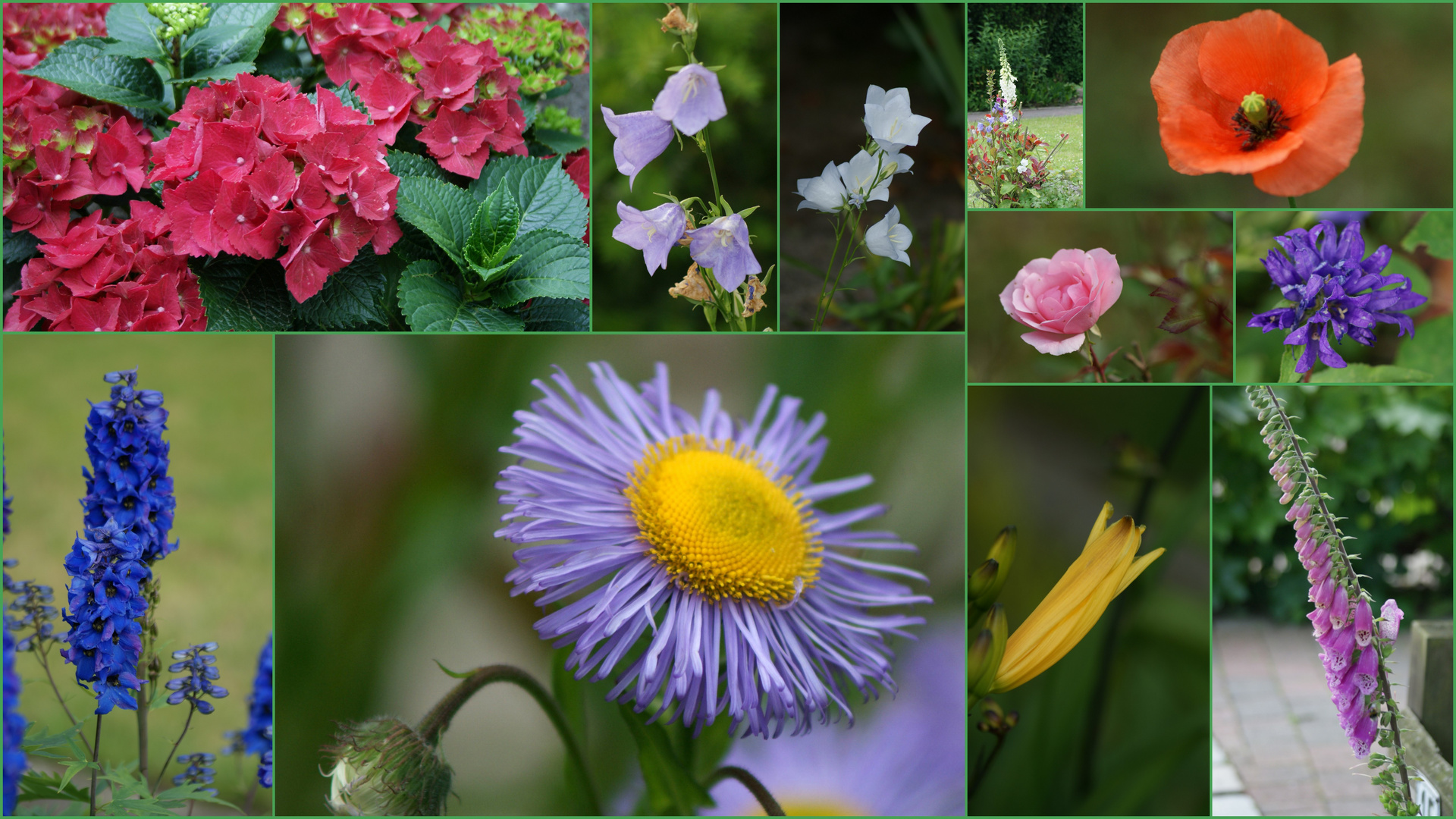 Sommerblüten in Farbenrausch