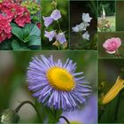 Sommerblüten in Farbenrausch