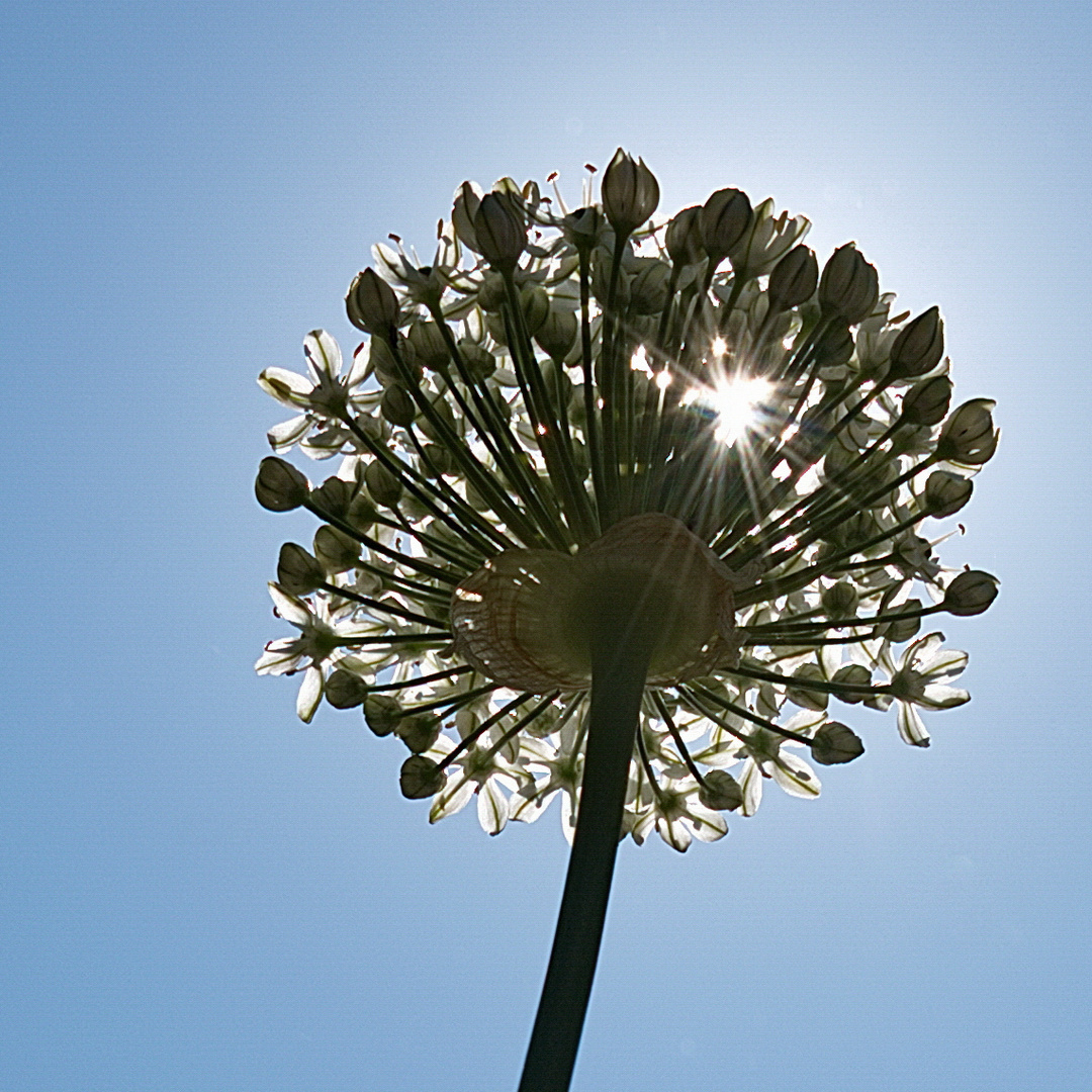 Sommerblüten - Träume im Gegenlicht