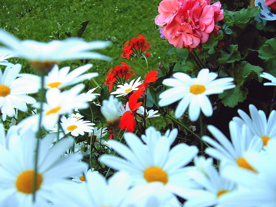 Sommerblüten - Wie lange noch? -