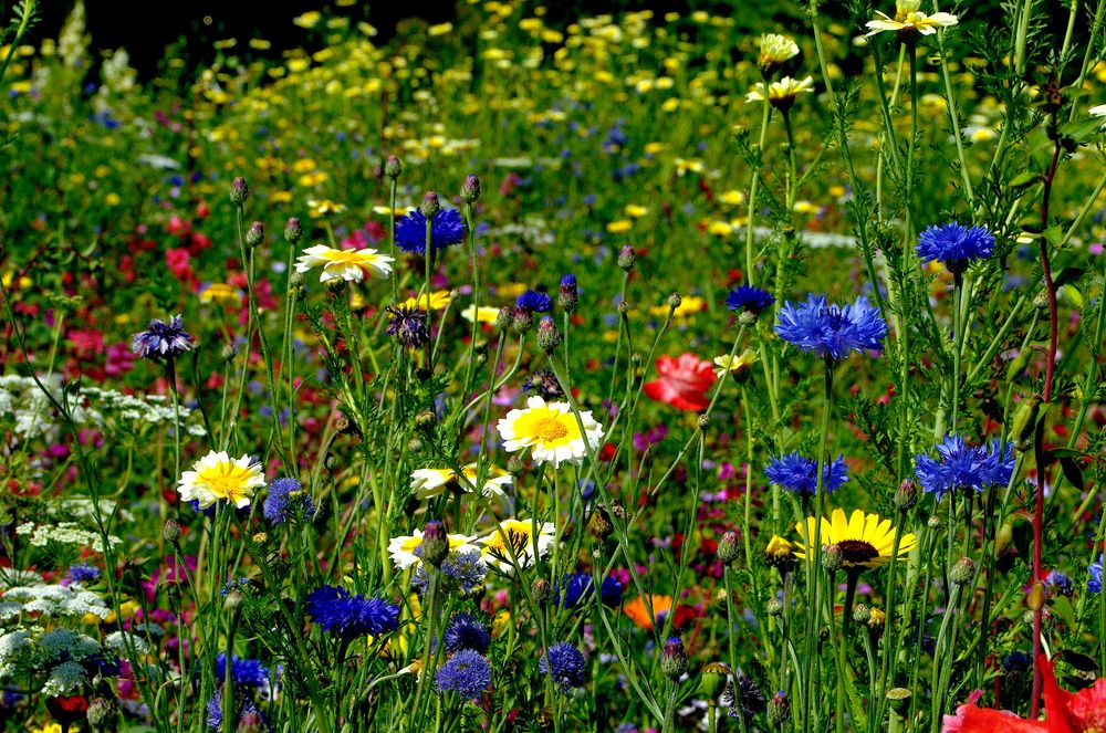 Sommerblütenmeer