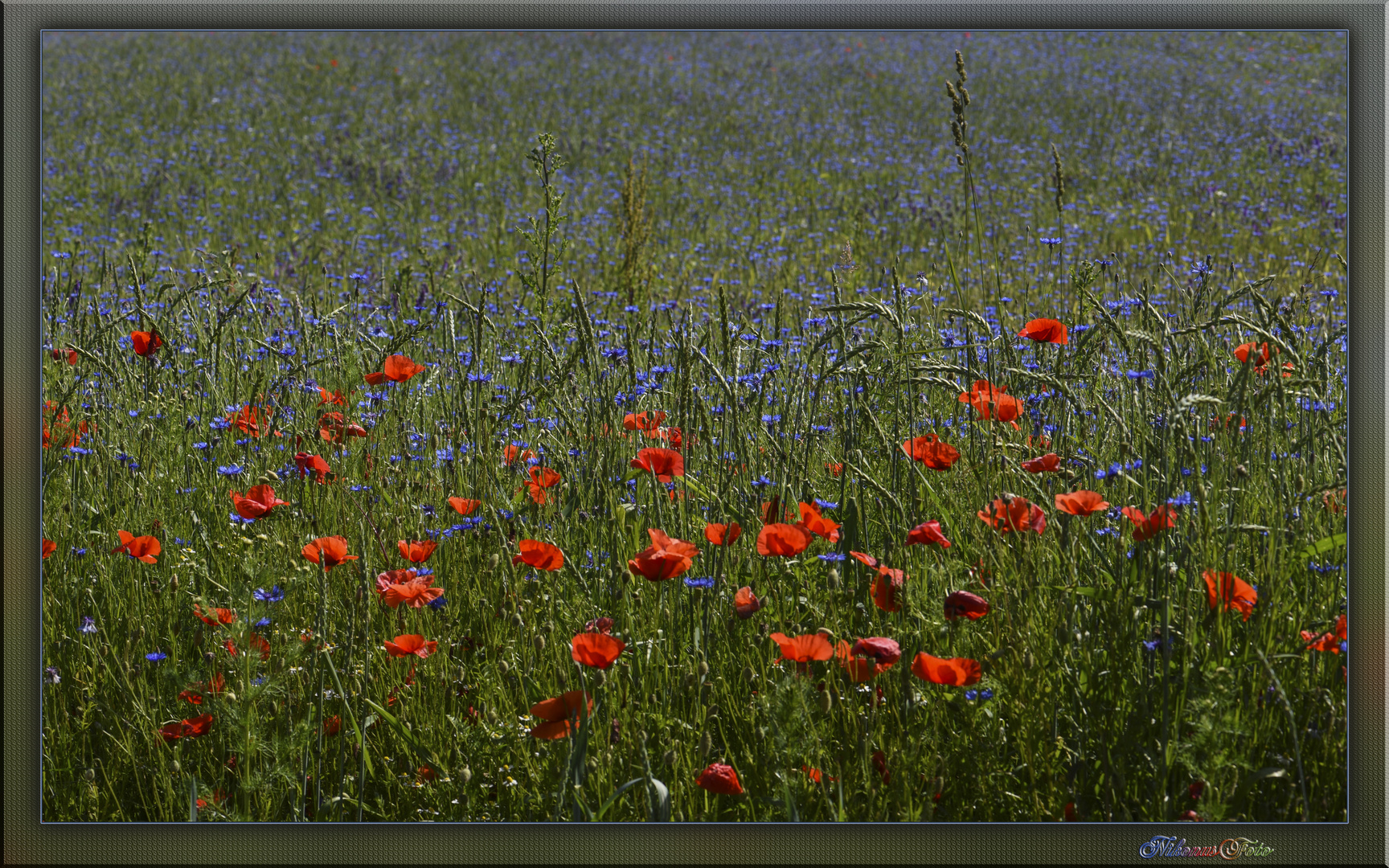  Sommerblütenpracht