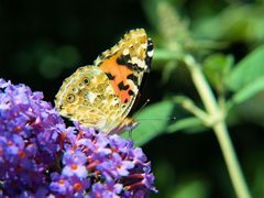 SommerBlütenSchmaus......................