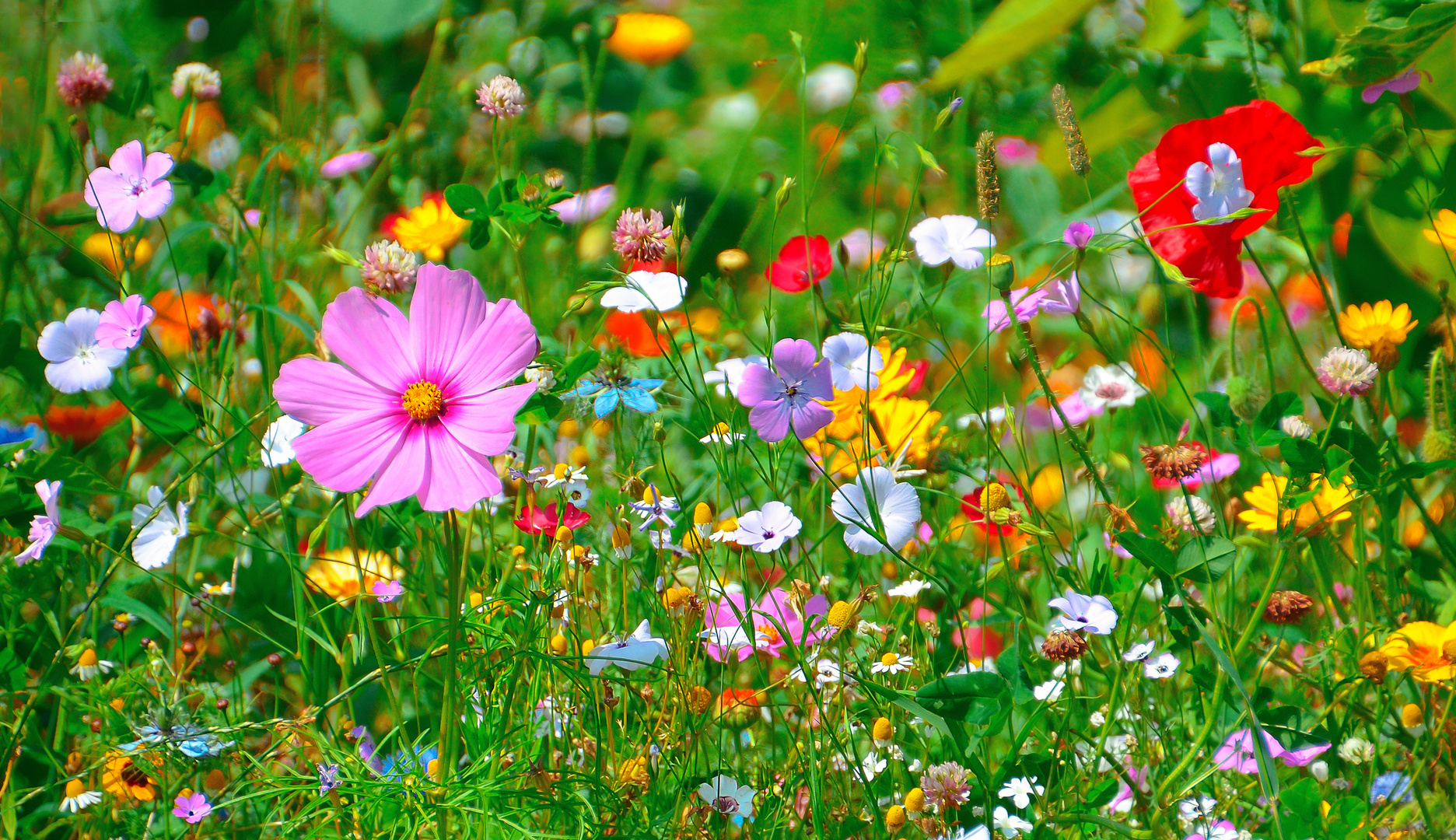 Sommerbluetenwiese