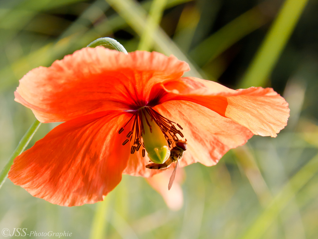 Sommerblume