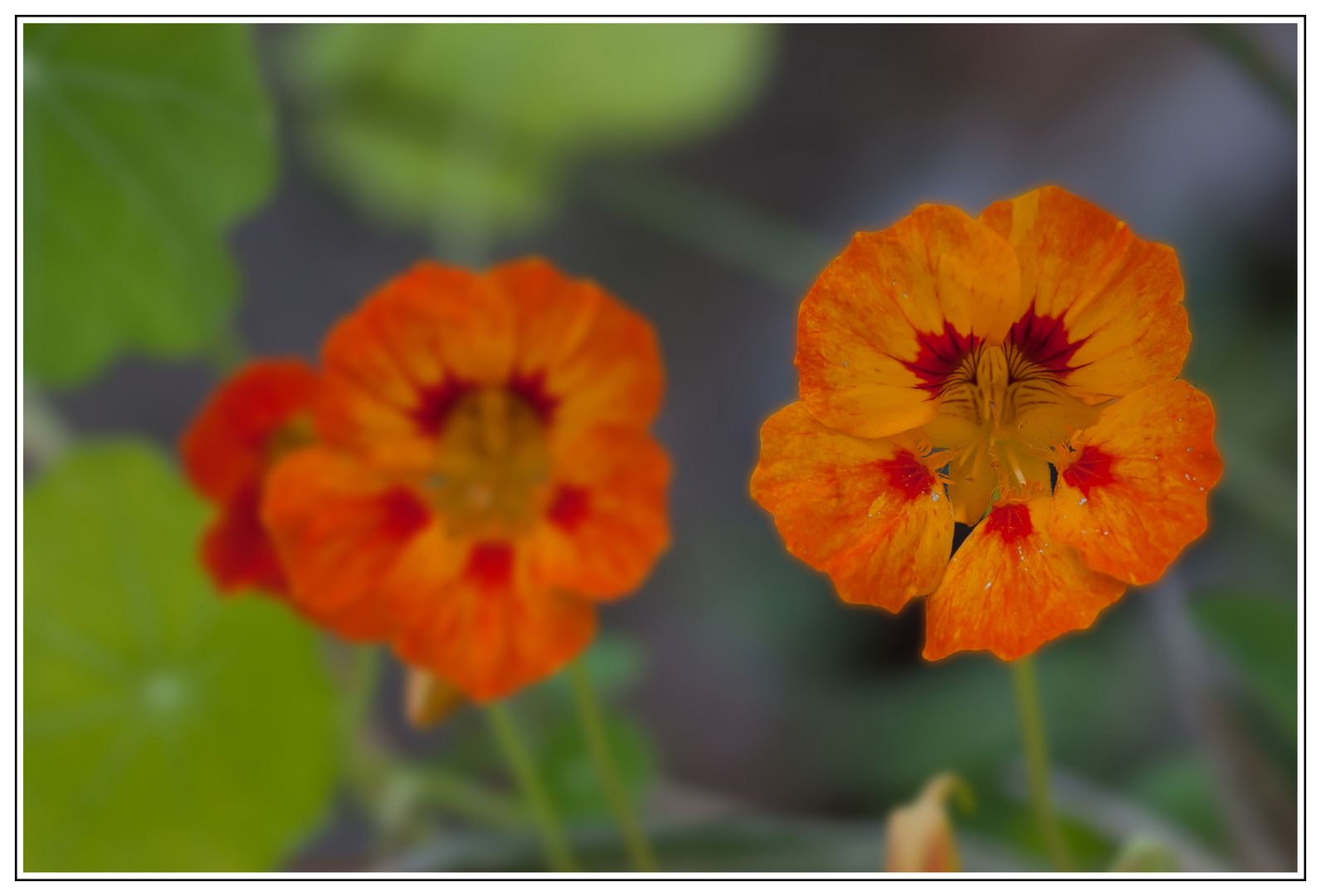 Sommerblume 3